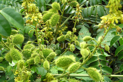 Caesalpinia bonduc